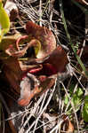 Purple pitcherplant